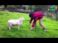 حمله خنده دار بزها به مردم دعوای گوسفندان و بز عصبانی 
