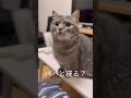 夜遅くまで起きてる猫に声をかけたら可愛すぎた...#猫 #マンチカン #shorts