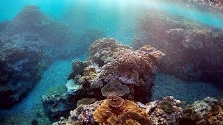 الحيَدُ المرجاني العظيم في أستراليا مهدد بالزوال