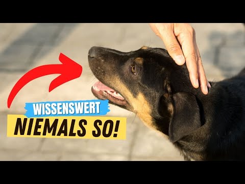 Video: Kann man sich beim Streicheln eines Hundes anstecken?