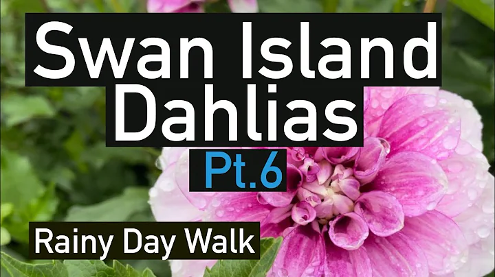 Part 6. Dahlia Varieties by name, Rainy day edition. Swan Island Dahlias #dahlia #flowers #dahlias