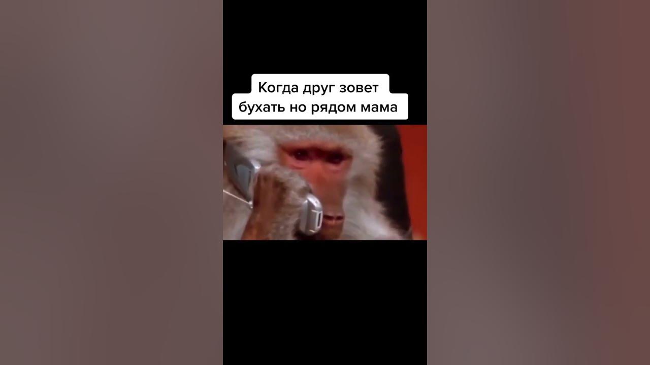 Мем курящей птицы поебать. Killain. Чуть чуть курил бухал песня. Курильщик мем. Пока вы бухаете мы тренируемся а потом тоже бухаем.
