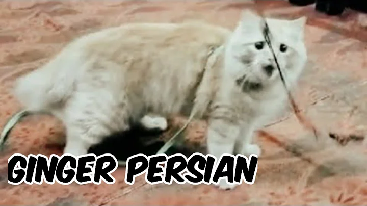 Watch the video about Ginger Persian Male Cat for Sale in Hyderabad Sultan Shahi | Persian Cat Semi Adult Available in HYD