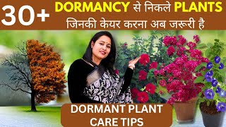 30+Dormancy से निकले Plants जिनकी केयर करना अब जरूरी है..Dormant Plant care tips🌺 by Garden of Kavita 823 views 2 months ago 15 minutes