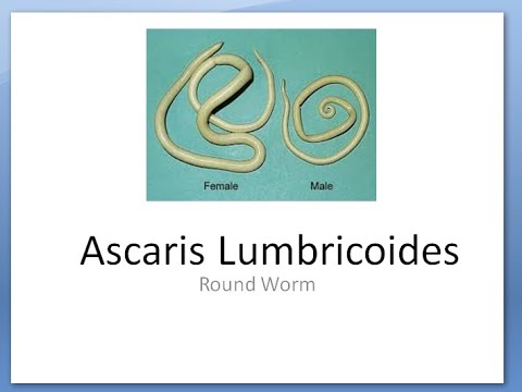 Parasitology 207 a Ascaris Lumbricoides Round worm helminth morphology life cycle rhabditiform larva
