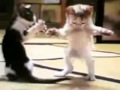 طرائف قطط يرقصون شرقي