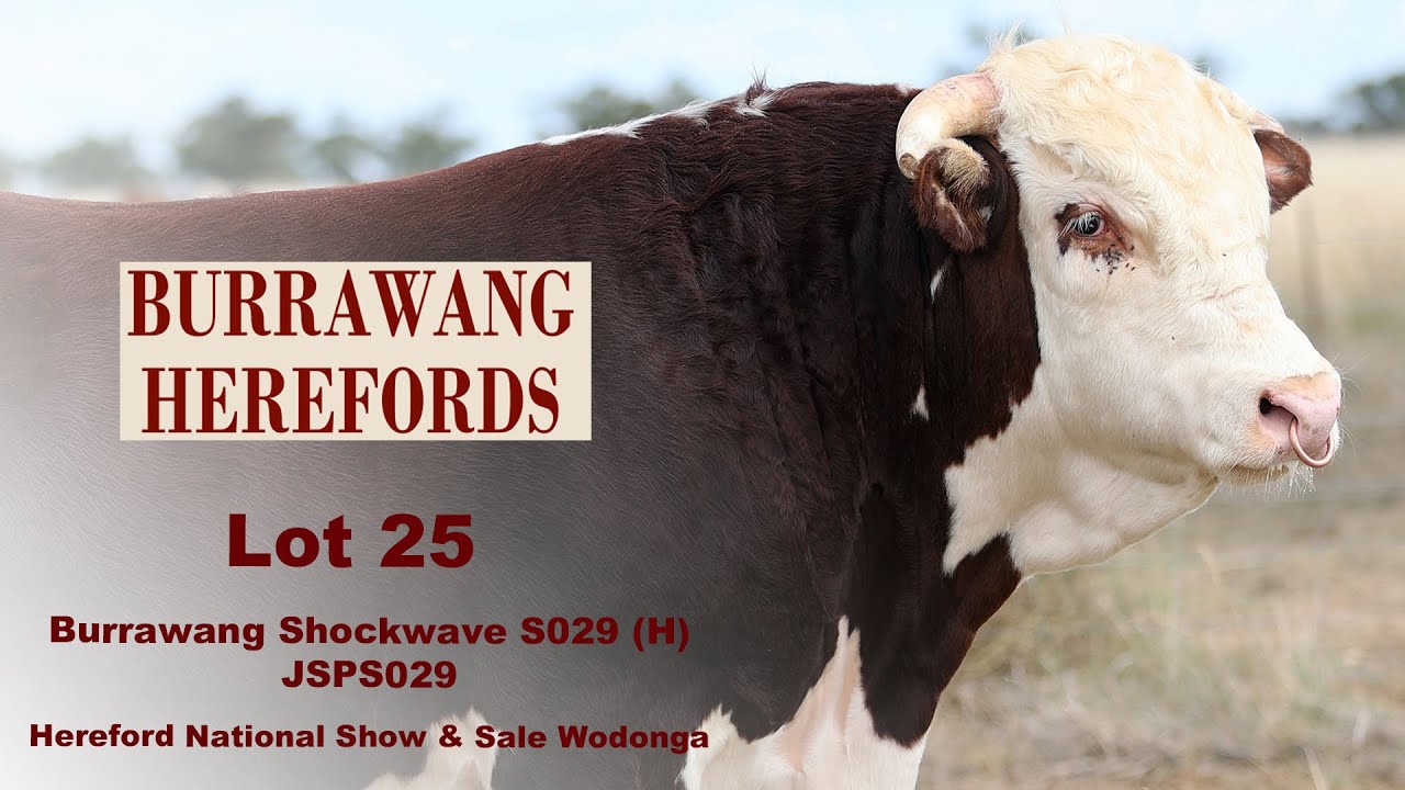 Lot 25 Burrawang Shockwave S029 (H) - YouTube