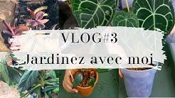 VLOG#3 👩🏻‍🌾 Jardinez avec moi : Mélange pour Anthurium et Philodendron, Succulentes