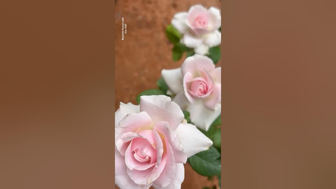 Pink Light Roses || Home Gardening | #flowers #rose #trendingshorts #youtubeshorts #shorts Pink Light Roses || Home Gardening | #flowers #rose #trendingshorts #youtubeshorts #shorts