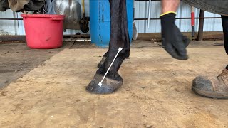 Proper heel length when trimming a horse