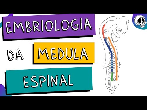 Vídeo: Distúrbios De Desenvolvimento Da Medula Espinhal Em Gatos