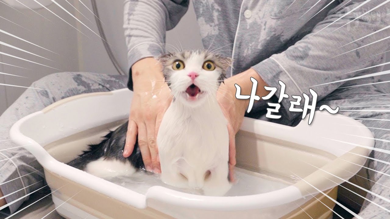 Cat Crying Sadly Because He Doesn'T Want To Take A Bath - Youtube