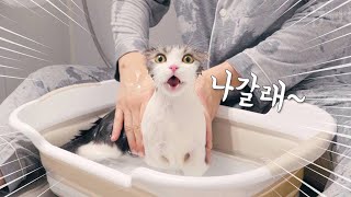 Cat crying sadly because he doesn't want to take a bath
