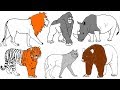 Coloriage animaux sauvages  nom et son  animaux dapprentissage pour les enfants