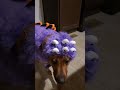 A fuzzy spider.