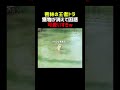 密林の王者トラ 獲物が突然消えてふぁ?
