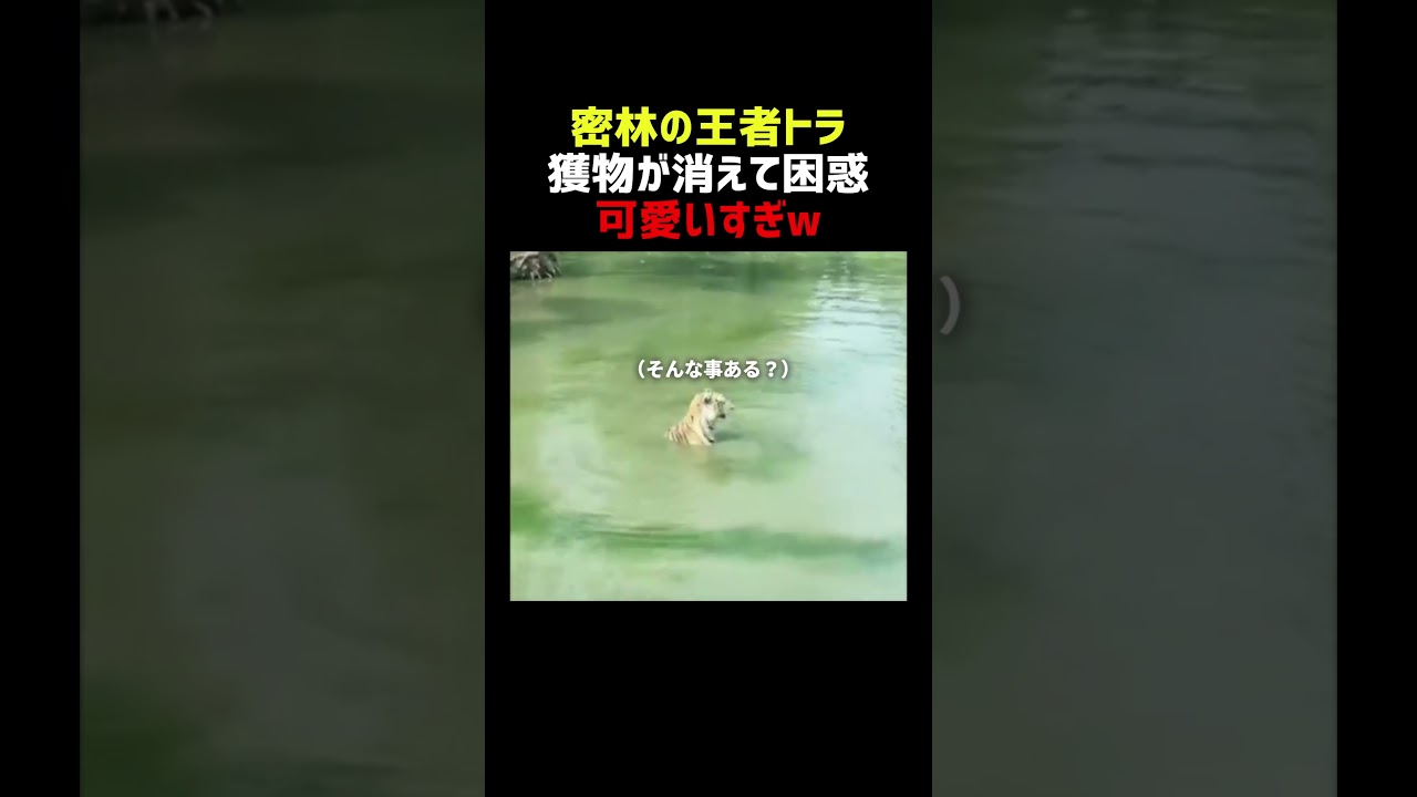 密林の王者トラ 獲物が突然消えてふぁ?