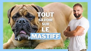 Tout sur le Chien Mastiff : caractère, éducation, prix, comportement et santé !