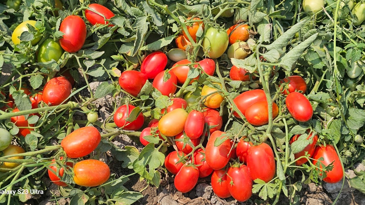 БУНАКА СЕРХОСИЛ НОСКАВОК ПОМИДОР КУРМАГАНМАН. KROSS F1