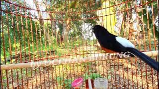 Burung murai batu lampung super