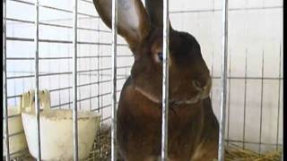 Kaninchen-Züchter Stellen Aus - Ran1