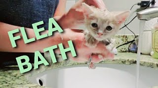 SJ gets a flea bath & blowout |special needs kitten saved from euthanasia by Kitty Committee 6,455 views 3 years ago 6 minutes, 36 seconds