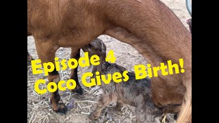 Episode 4 - Coco gives birth to her goat kids!