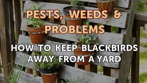 How to Keep Blackbirds Away from a Yard