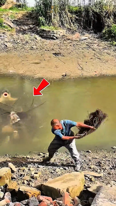 Menjala Gerombolan Ikan Babon yang Bermunculan saat air Surut #shorts #fishing #fish