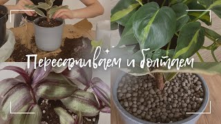 видео: ПЕРЕСАДКА ТРАДЕСКАНЦИИ, ФИКУСА И ФИЛОДЕНДРОНА || Как выбрать горшок? || У фикуса сохнут края листьев картинка: ПЕРЕСАДКА ТРАДЕСКАНЦИИ, ФИКУСА И ФИЛОДЕНДРОНА || Как выбрать горшок? || У фикуса сохнут края листьев