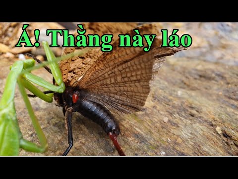 Video Cuộc chạm trán giữa bọ ngựa và cào cào ma l Cha ky #15 - youtube