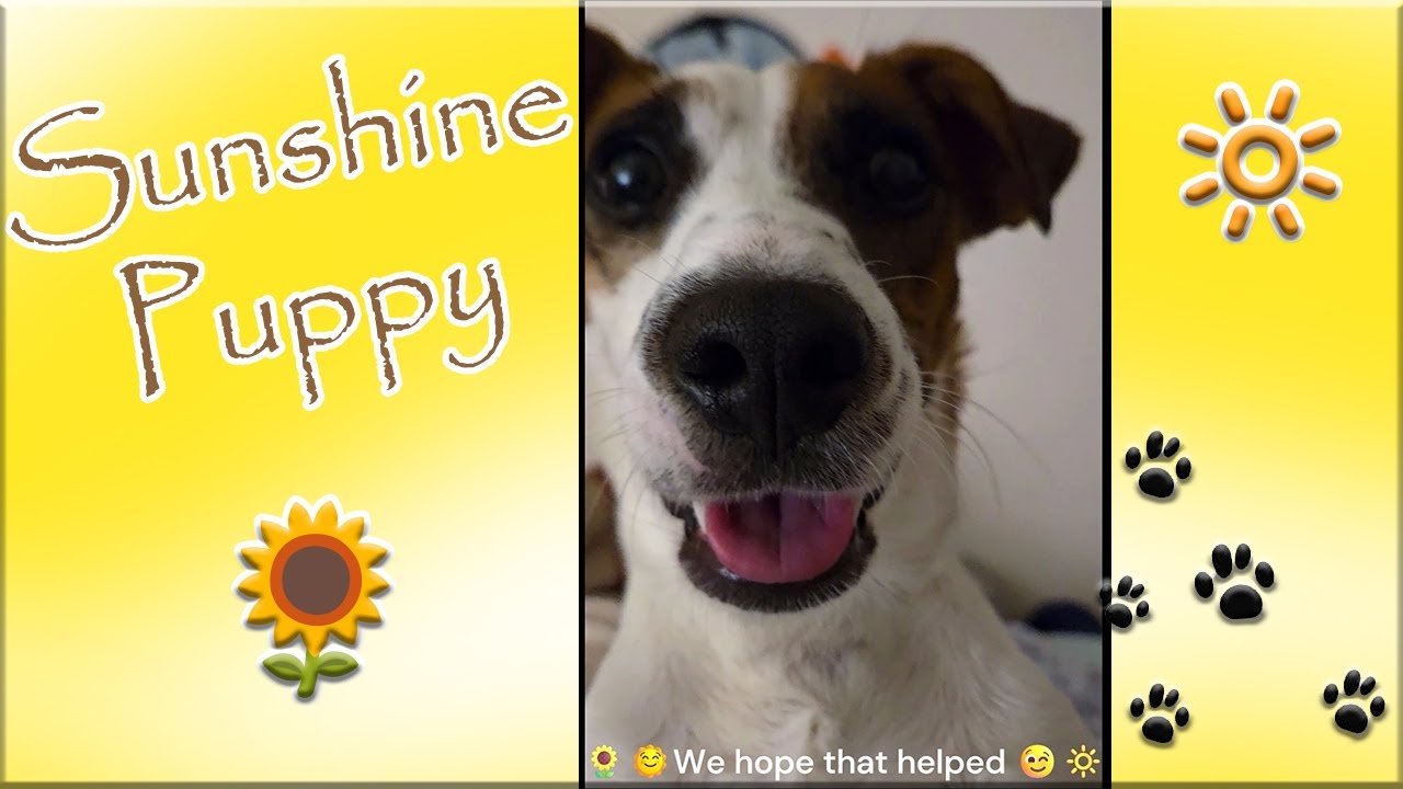 🌻Puppy shares a little bit of his Sunshine~🔆 #JackRussell #PuppyTricks #Viral #LovableLuka #dog