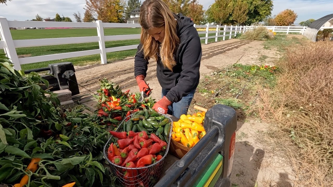 Last Pepper Harvest, Planting Arbs & More Kale for the Hartley!