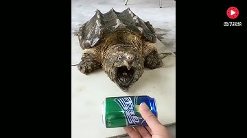 Sức mạnh kinh khủng của 🐢 rùa cá sấu