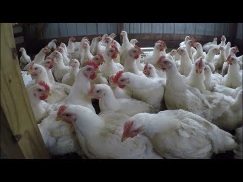 Video: How To Raise Broilers