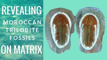 Revealing Moroccan Trilobite Fossils On Matrix