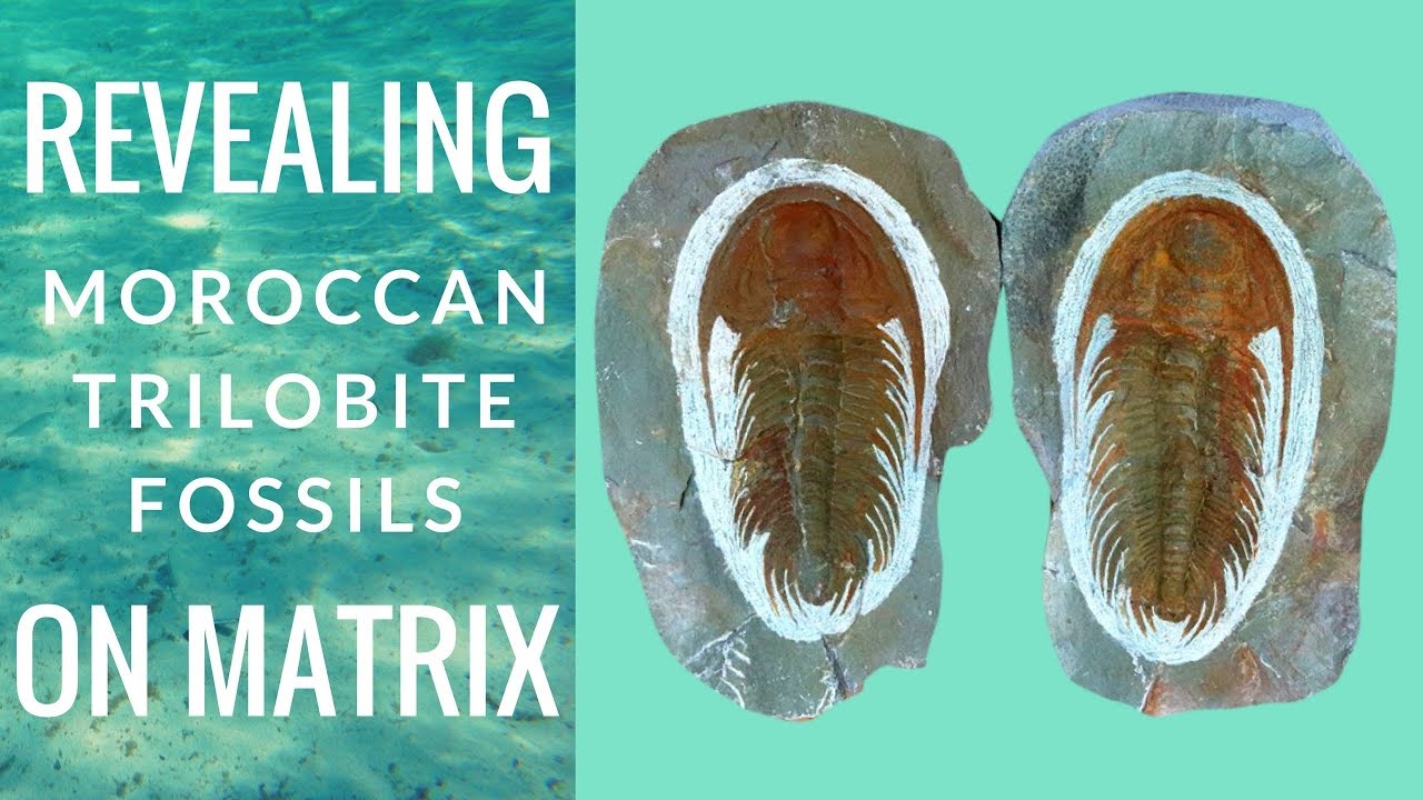 Revealing Moroccan Trilobite Fossils On Matrix