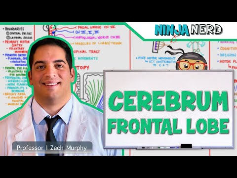 Video: Frontal Lobe Anatomy & Pictures - Health