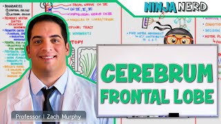 Neurology | Cerebrum: Frontal Lobe Anatomy & Function screenshot 2