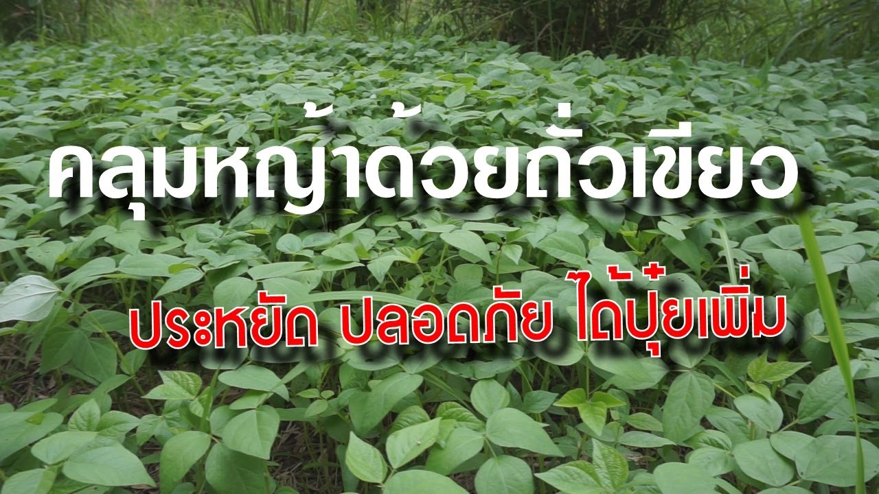 คลุมหญ้าด้วยถั่วเขียว ประหยัด ปลอดภัย ได้ปุ๋ยเพิ่ม - YouTube