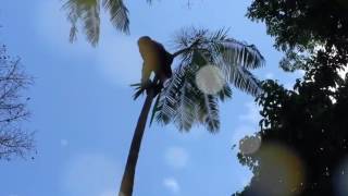 80 year old man climbs Acai Tree to collect berries.