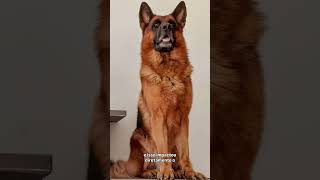 O Pastor Alemão: o cão mais completo já criado? #comportamentocanino #cachorro #pets