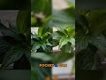 Can You Tell the Difference? 👀 iPhone 17 Pro Max vs DJI Pocket 3