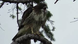 Celebrity Red tailed hawk screaming Wealth