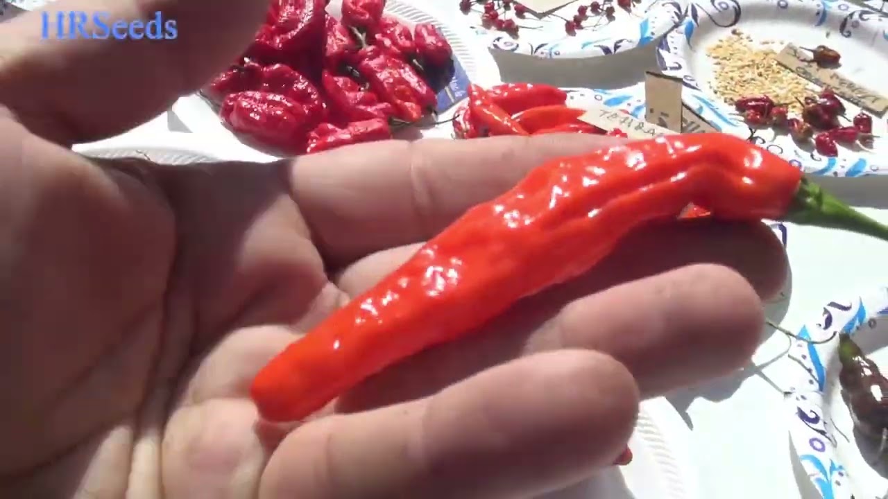 Final Pepper  Harvest of 2023, It's A Bit Late But There Are A Lot Of Goodies! Marry Christmas! : )