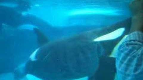 Killer Whales Listen to your Heart