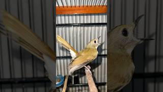 Download Lagu Pancingan SRDC GACOR🔥Cocok untuk ngetrek❗️Dijamin Emosi #kicaumania #srdc #srdcoribali #srdcbali MP3