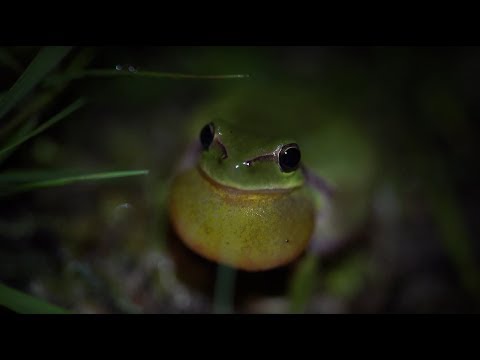 Vidéo: Les rainettes vertes sont-elles toxiques ?