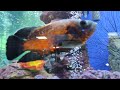 Большая оранжевая рыба проплывает в аквариуме. Короткое видео