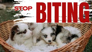 How can I stop my dog ​​from biting while playing? How to solve puppy problems?